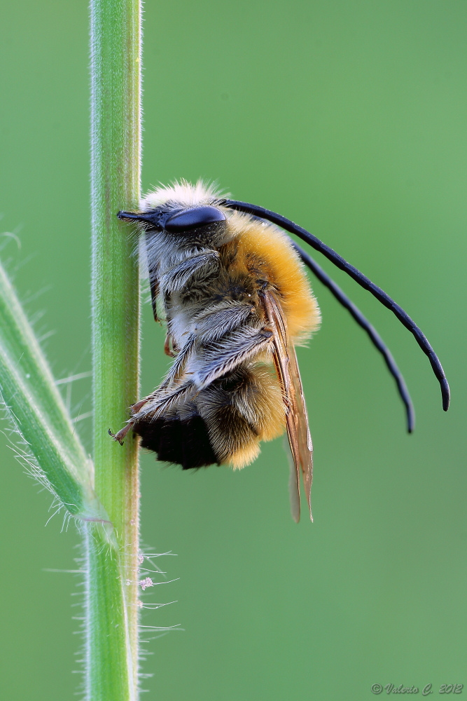 Eucera longicornis? Eucera sp.